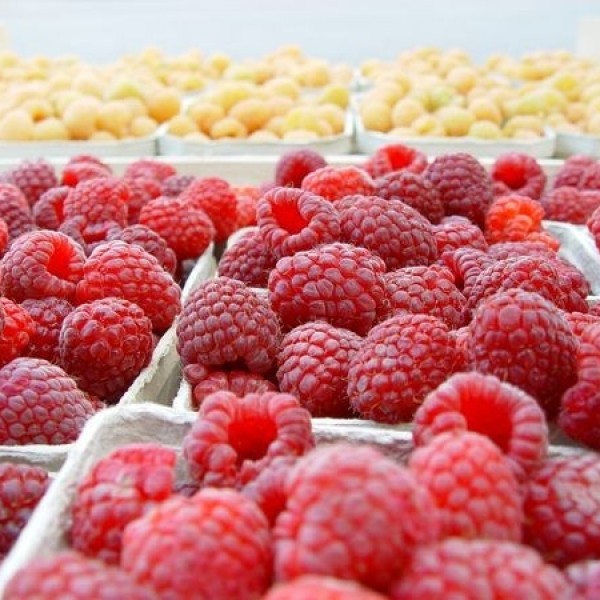 Maliny Maliny